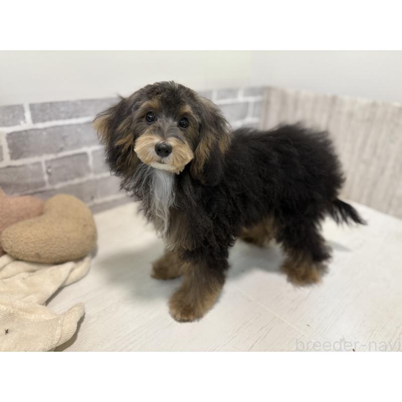 販売中の東京都のヨープー:ヨークシャーテリア×トイプードル-405506の6枚目