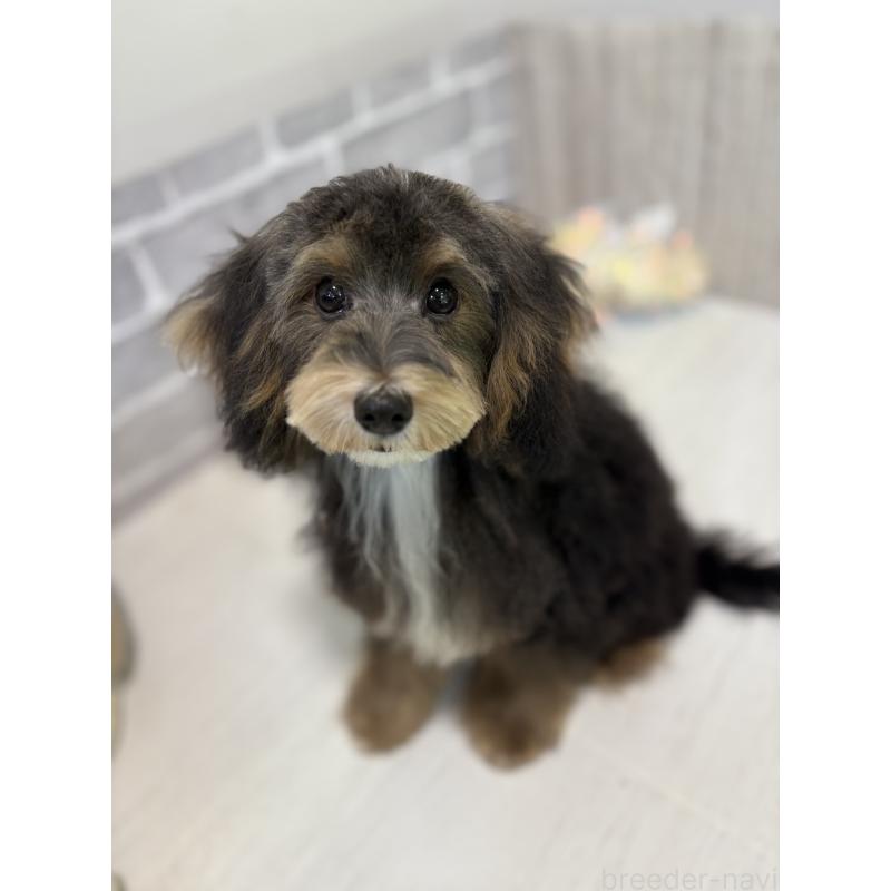 販売中の東京都のヨープー:ヨークシャーテリア×トイプードル-405506の5枚目
