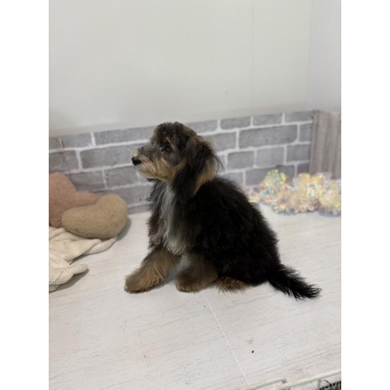 販売中の東京都のヨープー:ヨークシャーテリア×トイプードル-405506の4枚目