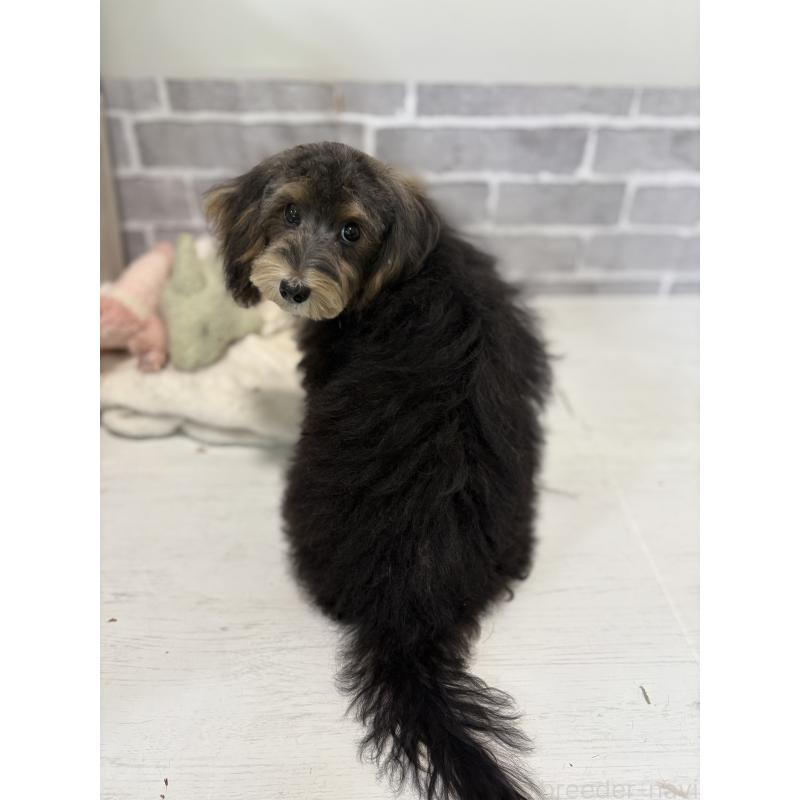 販売中の東京都のヨープー:ヨークシャーテリア×トイプードル-405506の3枚目