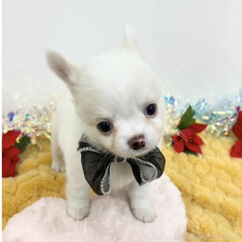 販売中の岐阜県のチワワ(ロングコート)-435956