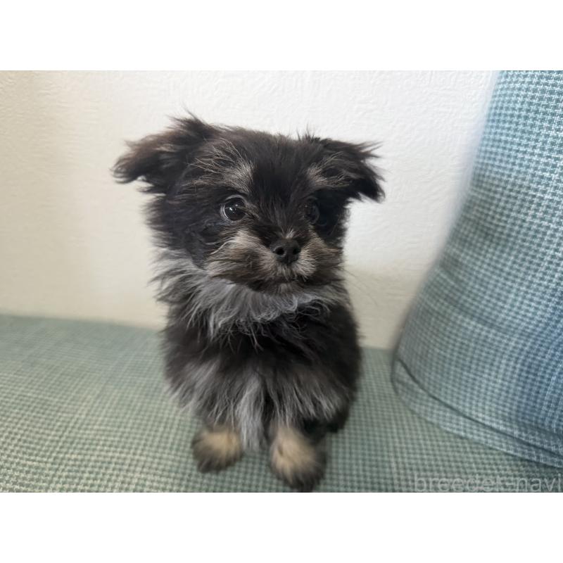 販売中の大分県のポメマル:ポメラニアン×マルチーズ-418852の2枚目