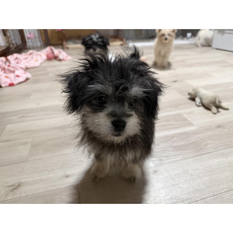 成約済の大分県のポメマル:ポメラニアン×マルチーズ-418851の3枚目