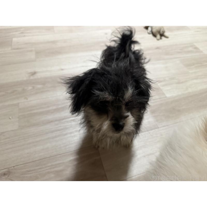 成約済の大分県のポメマル:ポメラニアン×マルチーズ-418851の2枚目