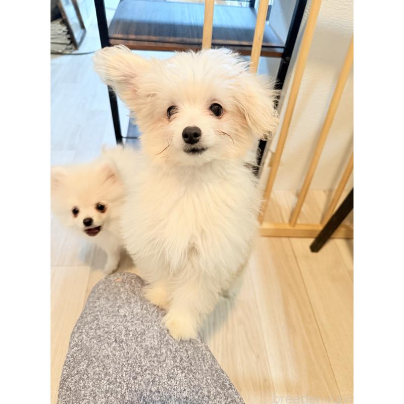 販売中の大分県のポメプー:ポメラニアン×トイプードル-418847の3枚目