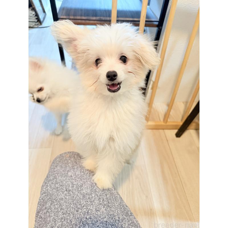 販売中の大分県のポメプー:ポメラニアン×トイプードル-418847の2枚目