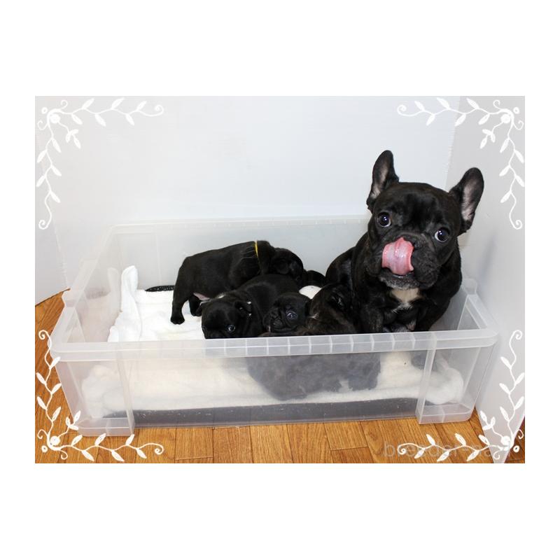 成約済の神奈川県のフレンチブルドッグ-434382の4枚目