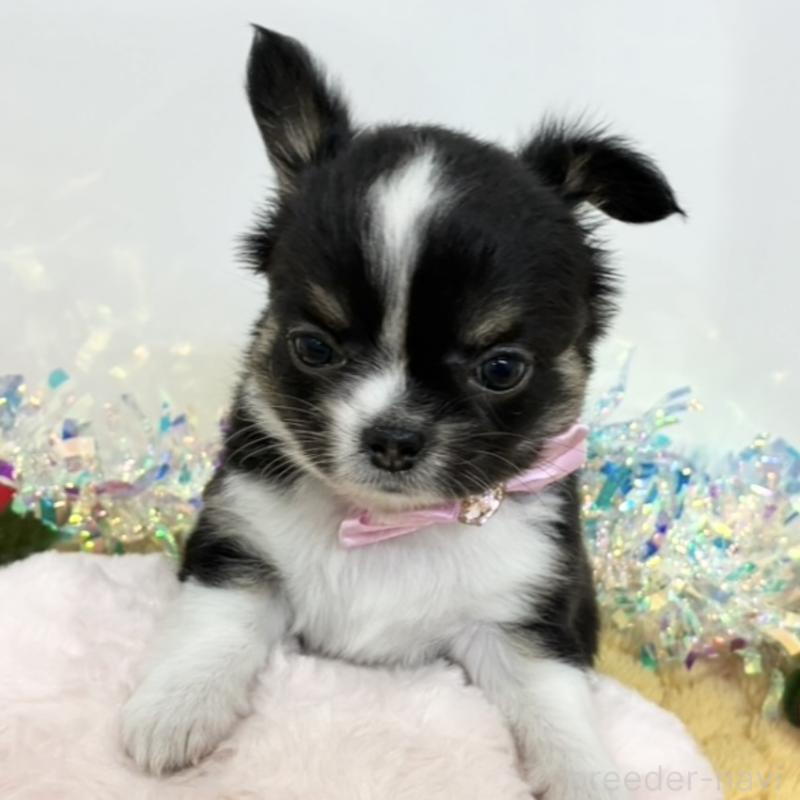 販売中の岐阜県のチワワ(ロングコート)-435957