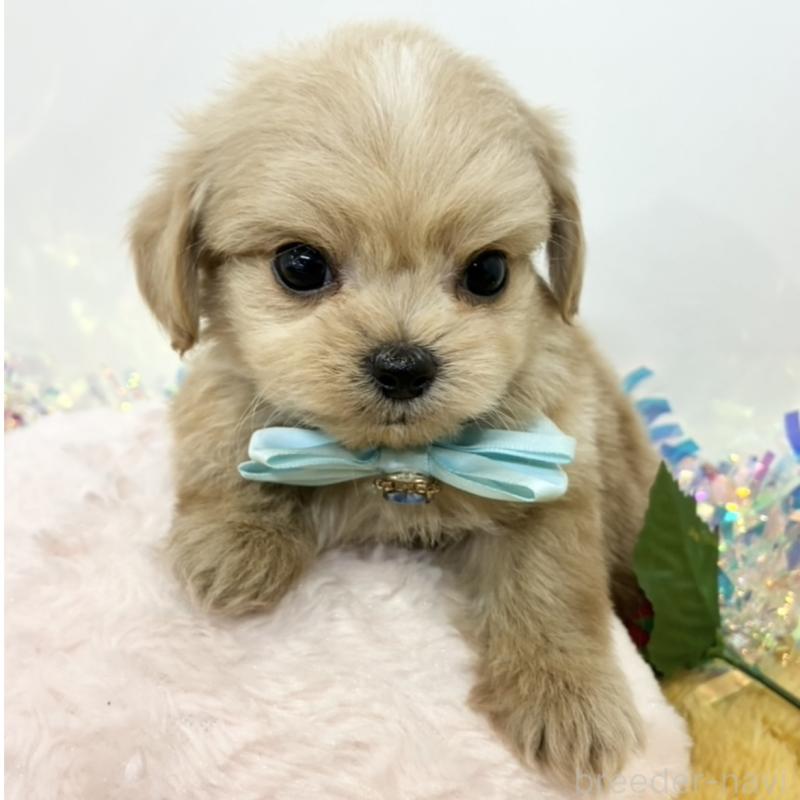 販売中の岐阜県のチワプー:チワワ×トイプードル-435958の1枚目