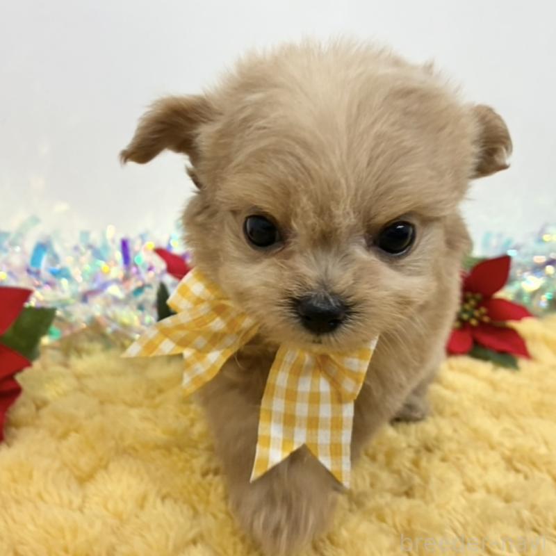 販売中の岐阜県のチワプー:チワワ×トイプードル-435960