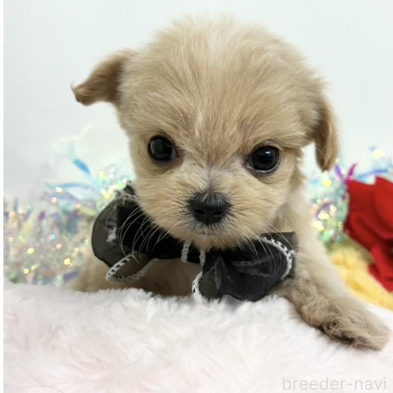 販売中の岐阜県のチワプー:チワワ×トイプードル-435961