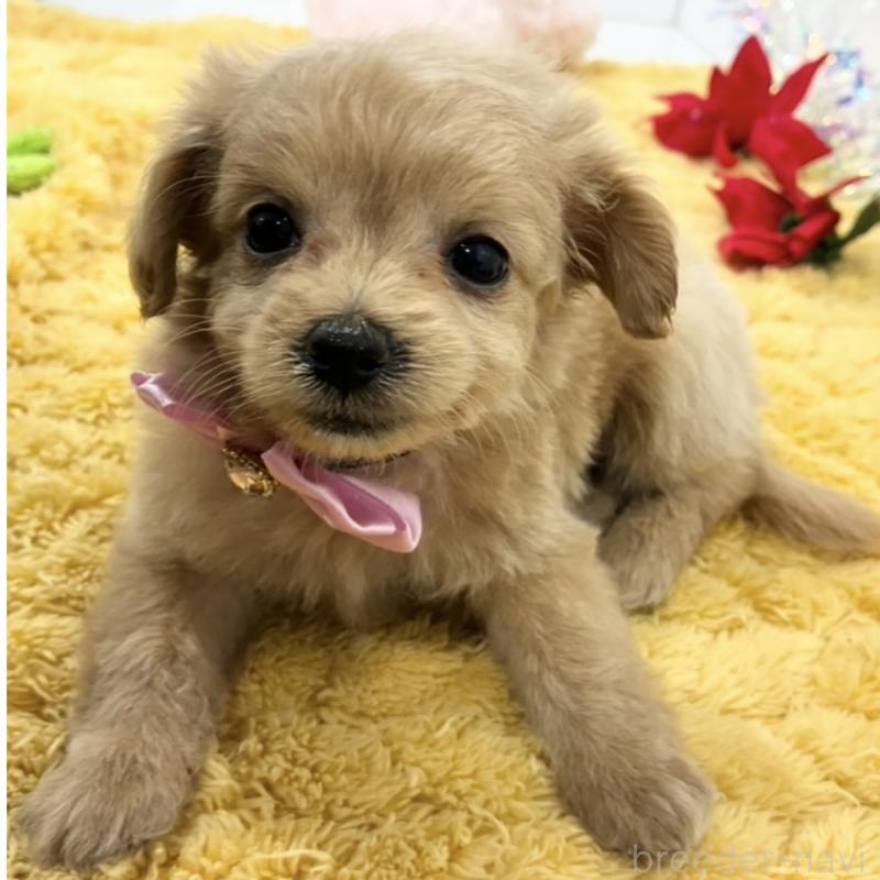 販売中の岐阜県のチワプー:チワワ×トイプードル-435962の1枚目