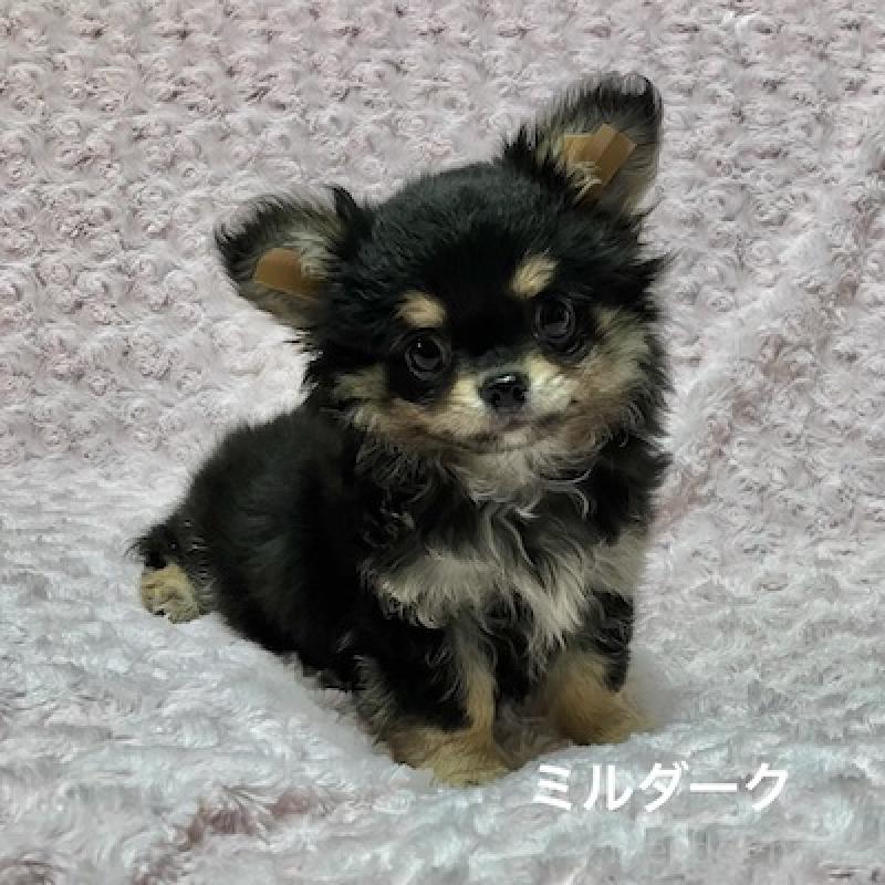 販売中の群馬県のチワワ(ロングコート)-430851