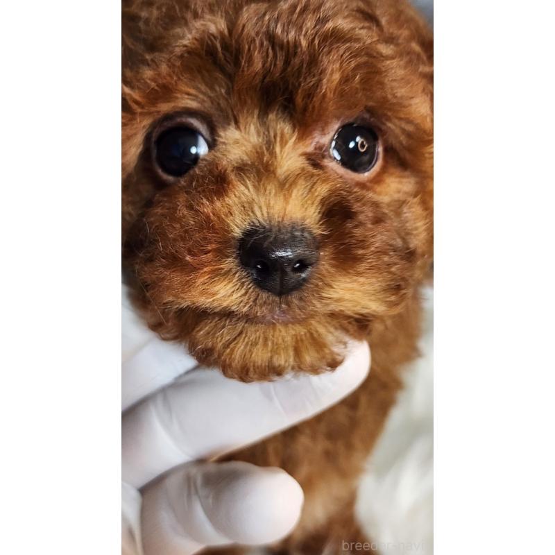 販売中の群馬県のトイプードル-435965の5枚目