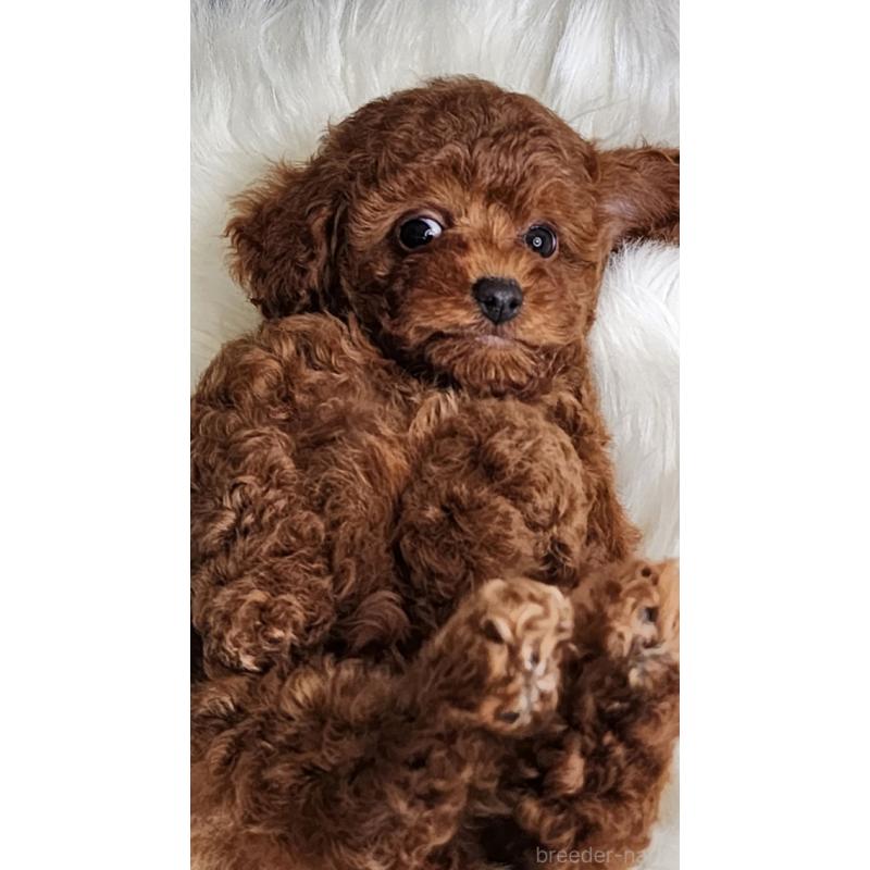 販売中の群馬県のトイプードル-435965の4枚目