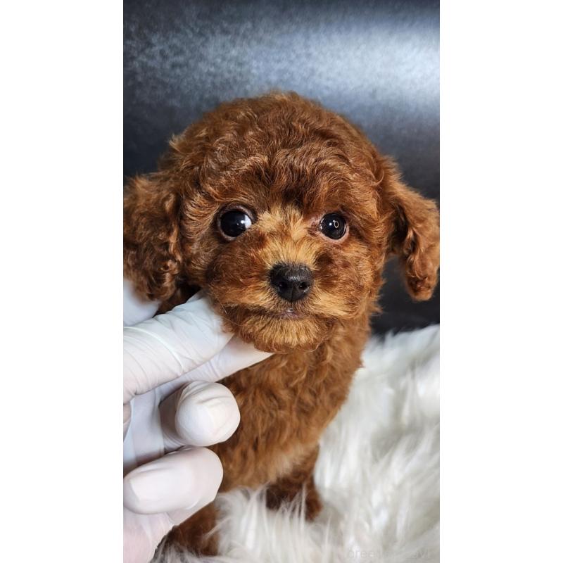 販売中の群馬県のトイプードル-435965の3枚目