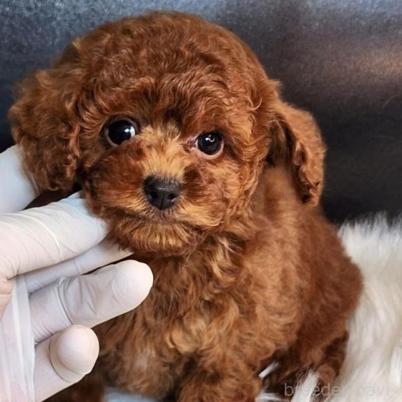 販売中の群馬県のトイプードル-435965の1枚目