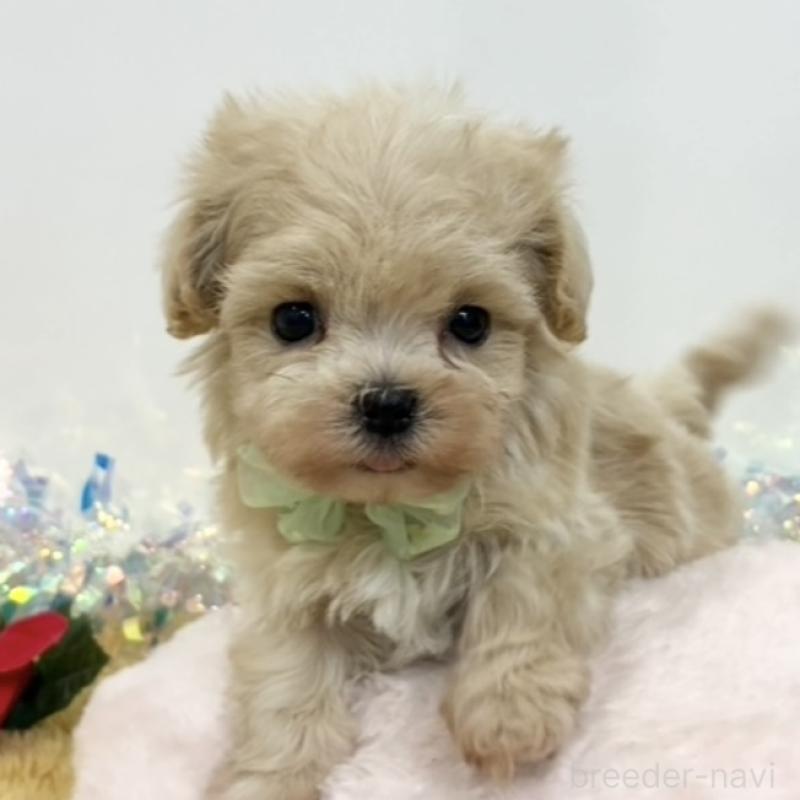 販売中の岐阜県のマルプー:マルチーズ×トイプードル-435964