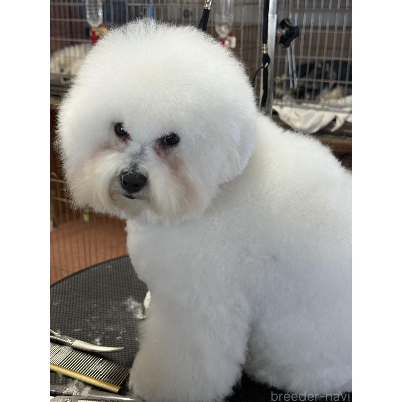 販売中の栃木県のビションフリーゼ-389761の7枚目