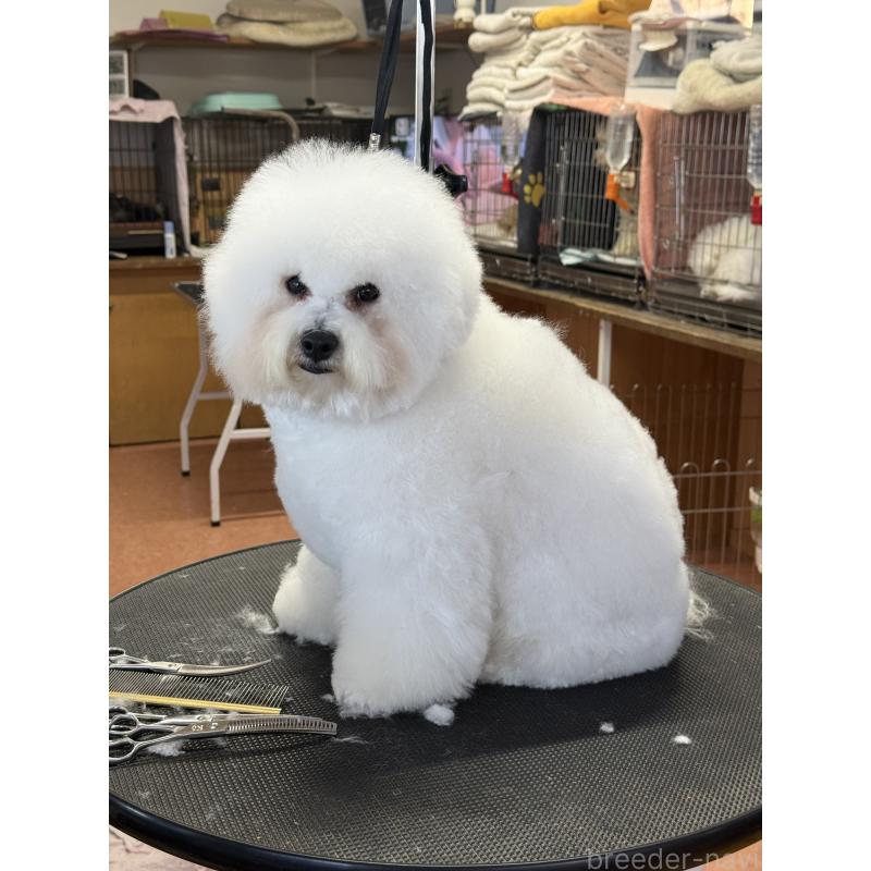 販売中の栃木県のビションフリーゼ-389761の6枚目