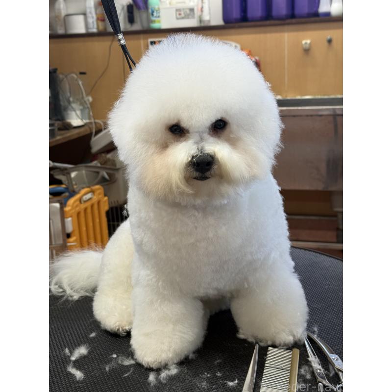 販売中の栃木県のビションフリーゼ-389761の4枚目