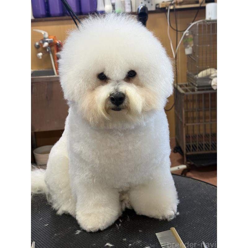 販売中の栃木県のビションフリーゼ-389761の3枚目