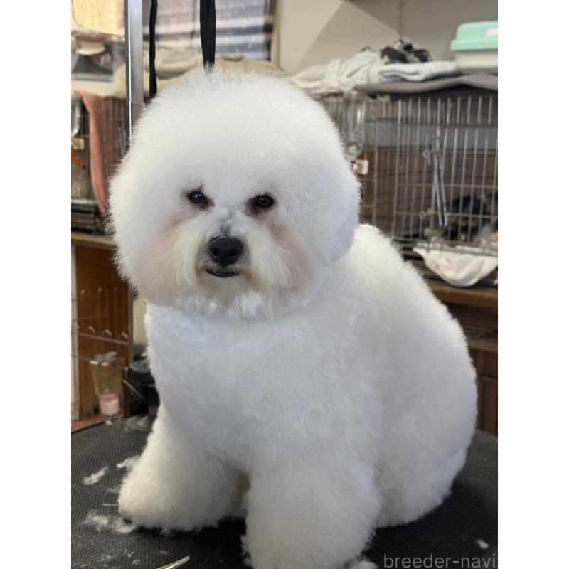 販売中の栃木県のビションフリーゼ-389761の2枚目