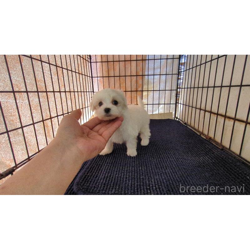 販売中の茨城県のマルチーズ-435968