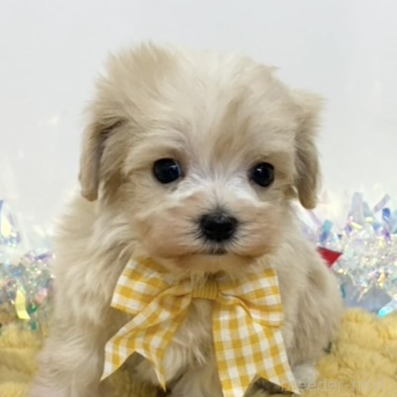 販売中の岐阜県のマルプー:マルチーズ×トイプードル-435966