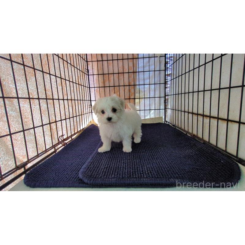 販売中の茨城県のマルチーズ-435968の6枚目