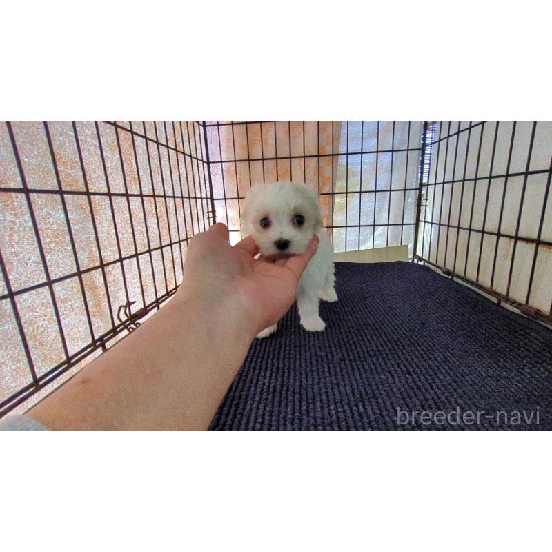 販売中の茨城県のマルチーズ-435968の5枚目