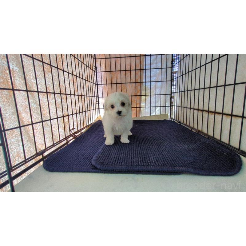 販売中の茨城県のマルチーズ-435968の4枚目