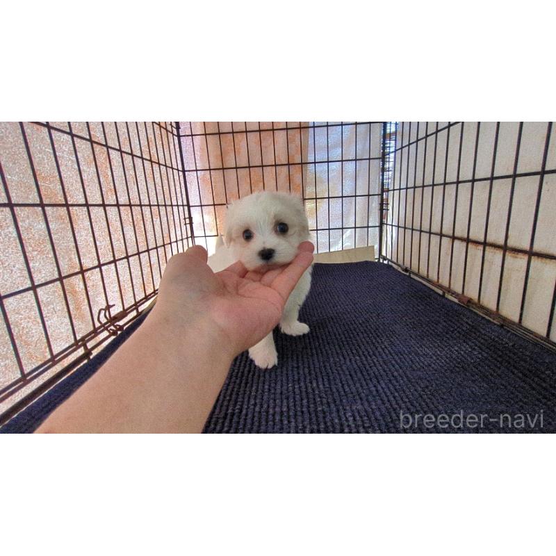 販売中の茨城県のマルチーズ-435968の3枚目