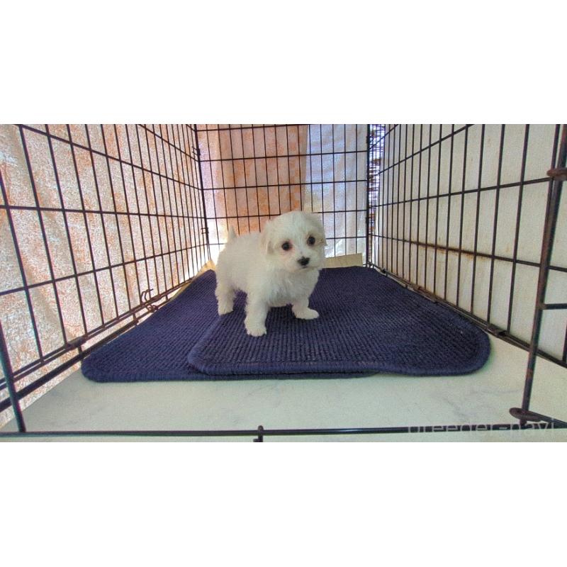 販売中の茨城県のマルチーズ-435968の2枚目