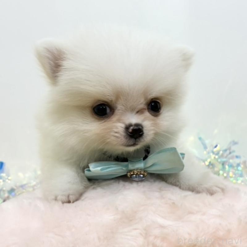 販売中の岐阜県のポメチワ:ポメラニアン×チワワ-435967の1枚目