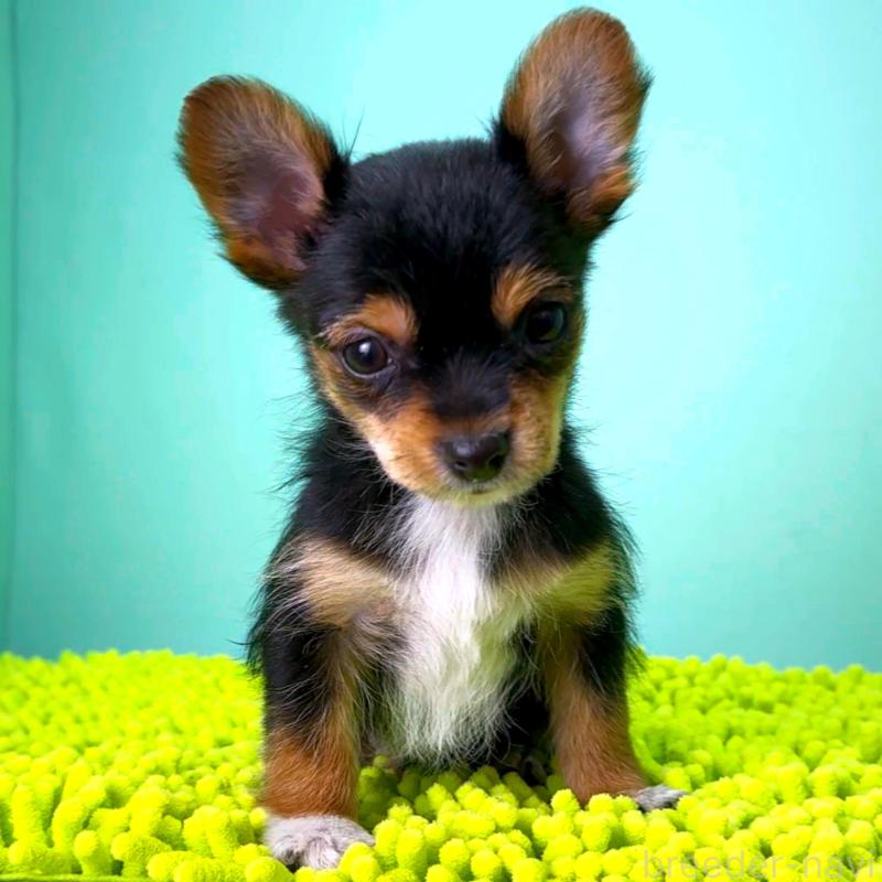 販売中の栃木県のミックス犬-433869の3枚目