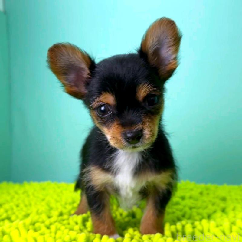 販売中の栃木県のミックス犬-433869