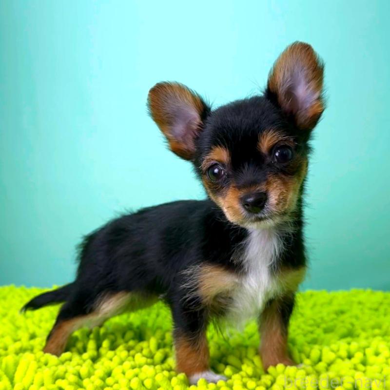 販売中の栃木県のミックス犬-433869の2枚目