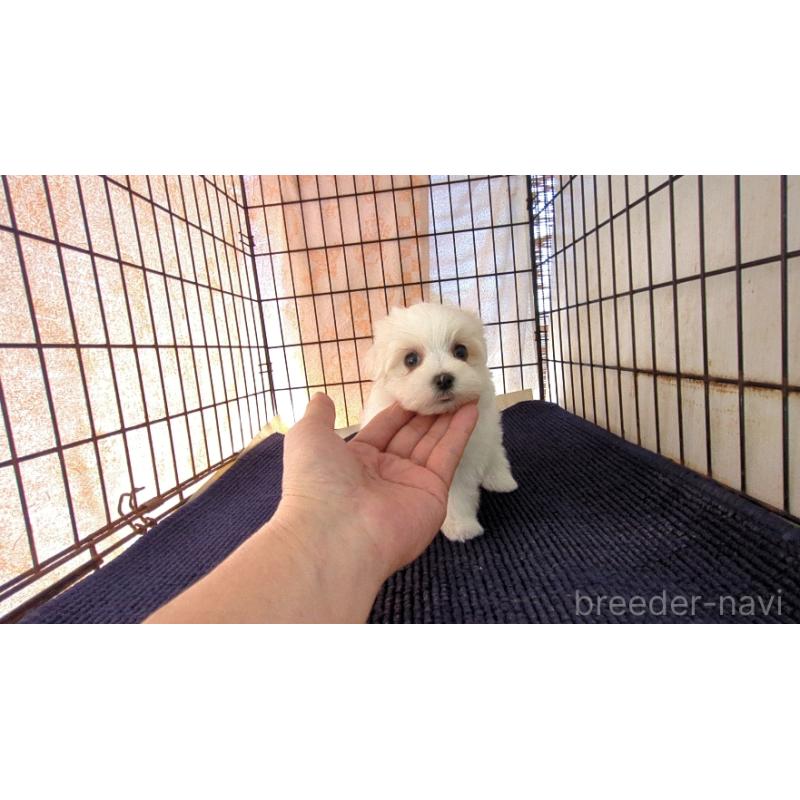 販売中の茨城県のマルチーズ-435969の1枚目