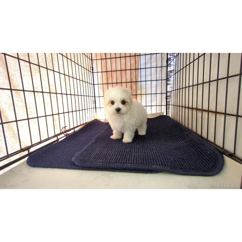 販売中の茨城県のマルチーズ-435969の4枚目