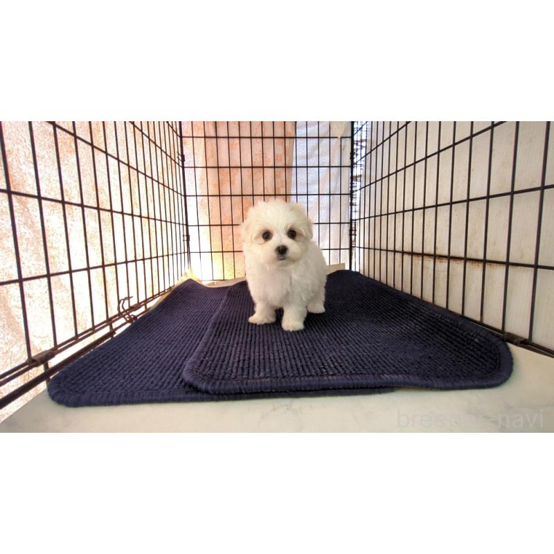 販売中の茨城県のマルチーズ-435969の3枚目