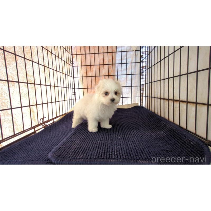 販売中の茨城県のマルチーズ-435969の2枚目