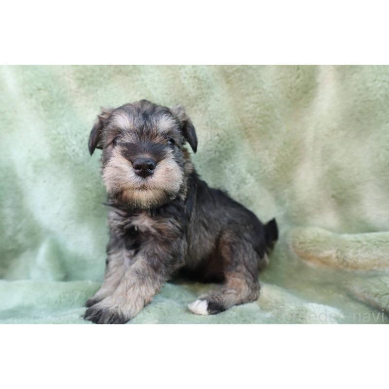 販売中の東京都のミニチュアシュナウザー-435977の4枚目