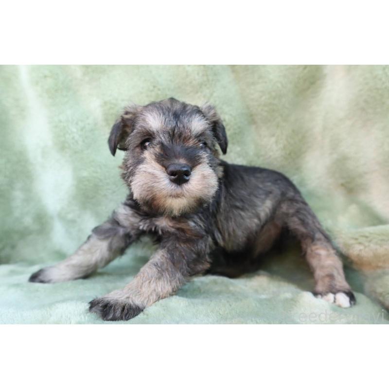 販売中の東京都のミニチュアシュナウザー-435977の3枚目