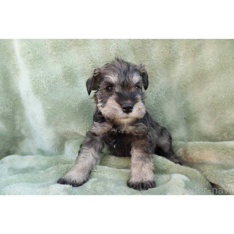 販売中の東京都のミニチュアシュナウザー-435977の2枚目