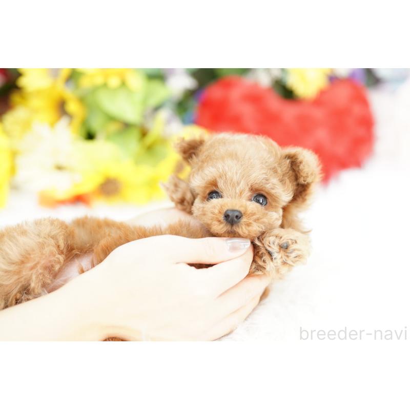 販売中の埼玉県のトイプードル-435971の5枚目