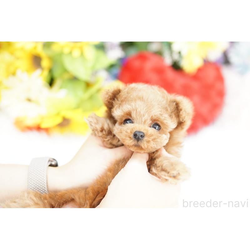 販売中の埼玉県のトイプードル-435971の4枚目