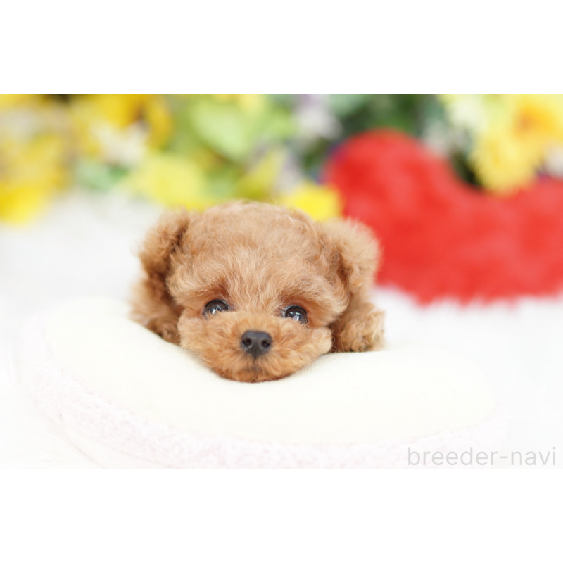 販売中の埼玉県のトイプードル-435971の3枚目