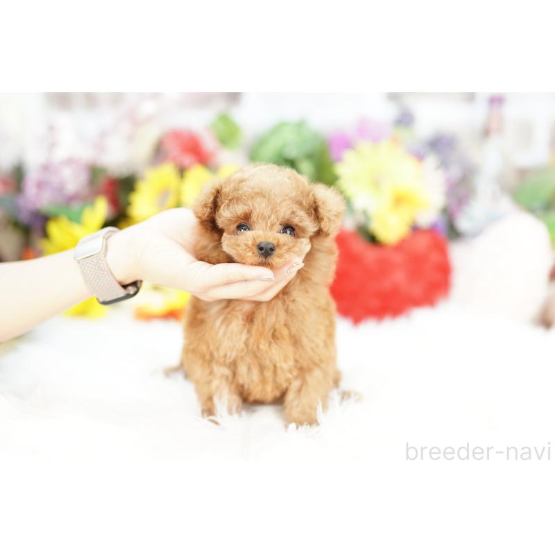 販売中の埼玉県のトイプードル-435971の2枚目