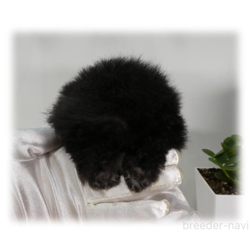 販売中の埼玉県のティーカッププードル-435972の13枚目